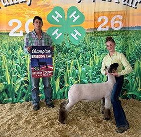 Champion Breeding Ewe
Grundy Co, IL
