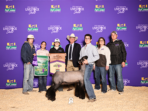 Champion Ewe (Champion Commercial)
LSU Spring Show
