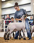 Steva Robinson Show Stock Sire - Uncle Keith